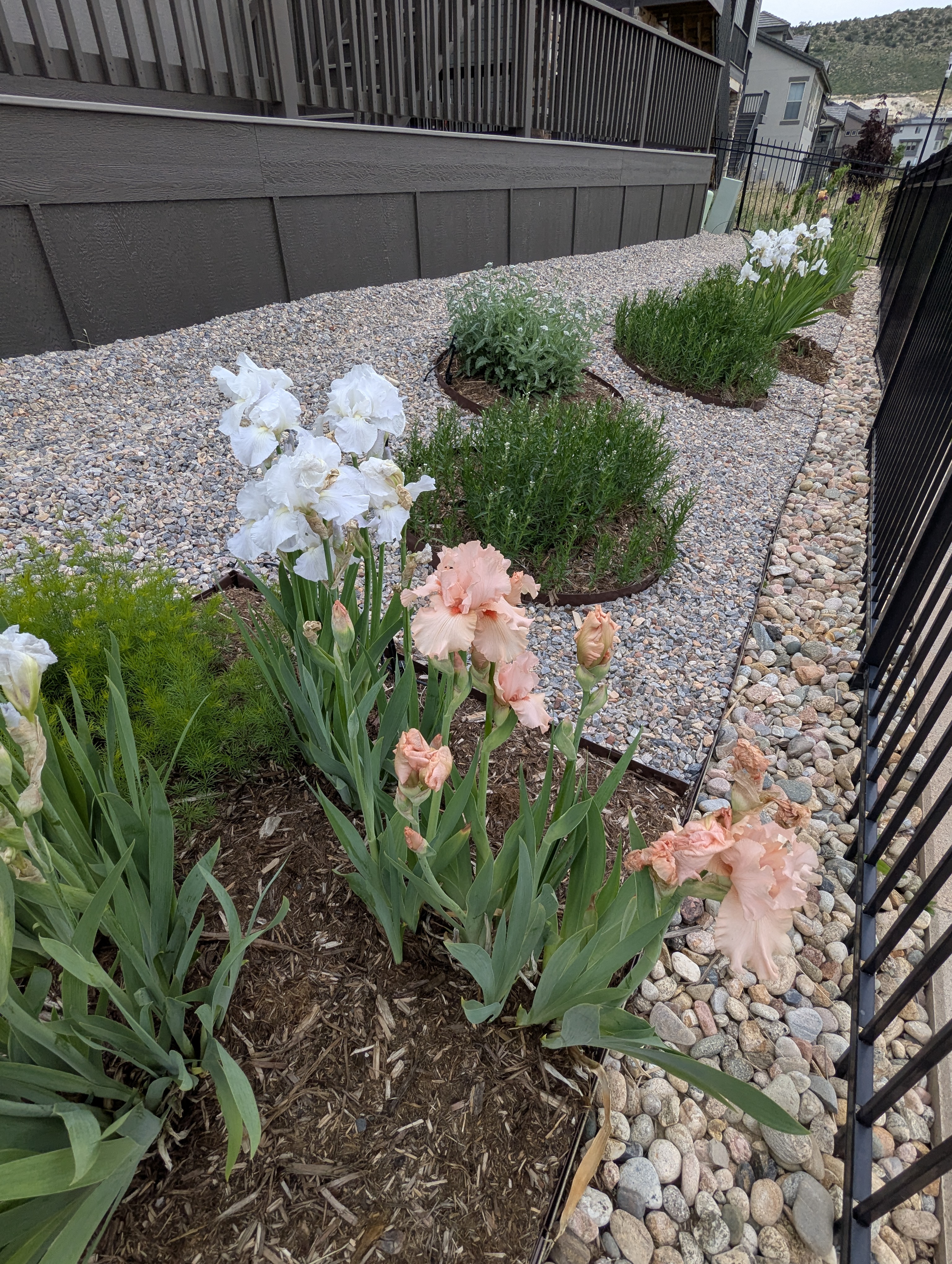 Garden, Flowers, Morrison, Colorado